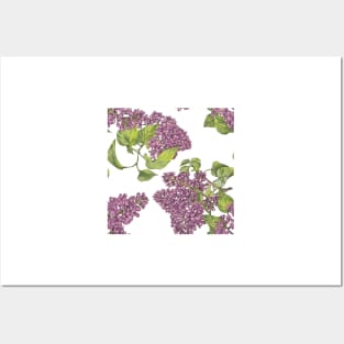 Lilac flower Posters and Art